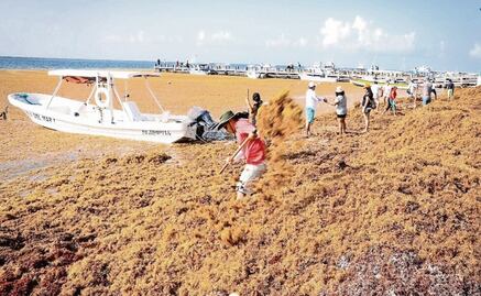 Sargassum could be used by the pharmaceutical and food industries