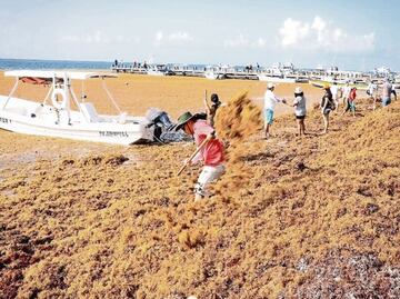 Sargassum could be used by the pharmaceutical and food industries