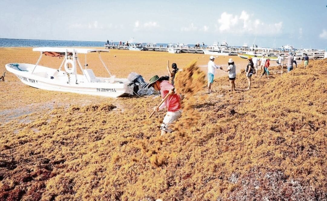 Sargassum affects marine life and tourism - Photo: Adriana Varillas/EL GRÁFICO