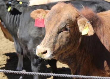 Reanudan exportaciones de ganado mexicano en pie a EU; países firman protocolo de estándares sanitarios