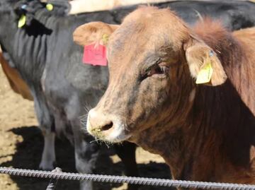 Reanudan exportaciones de ganado mexicano en pie a EU; países firman protocolo de estándares sanitarios