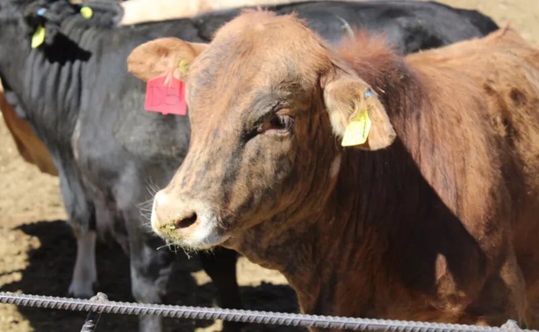 La interrupción de las ventas de ganado de México al mercado estadounidense se frenaron desde el 23 de noviembre pasado. Foto: Especial