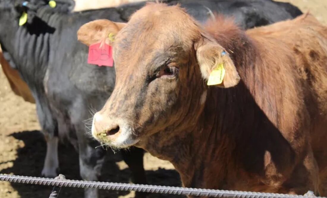 Reanudan exportaciones de ganado mexicano en pie a EU; países firman protocolo de estándares sanitarios