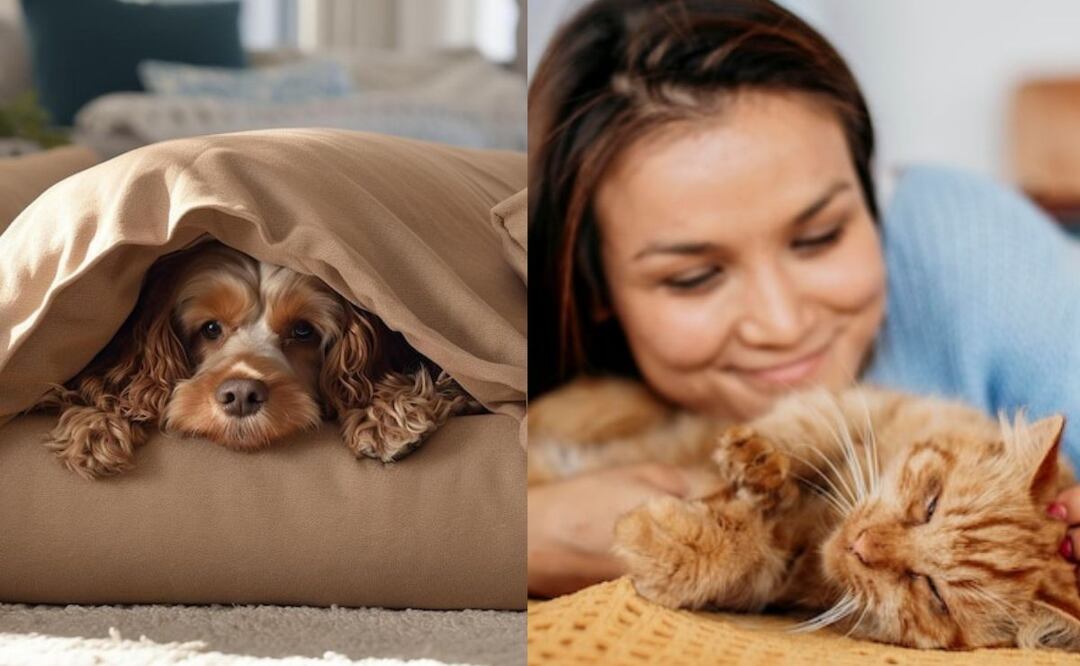 Tanto los perros como los gatos pasan por ciclos de sueño similares a los humanos. Fuente: Freepik