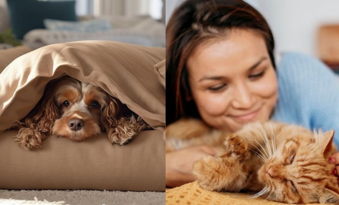 Tanto los perros como los gatos pasan por ciclos de sueño similares a los humanos. Fuente: Freepik