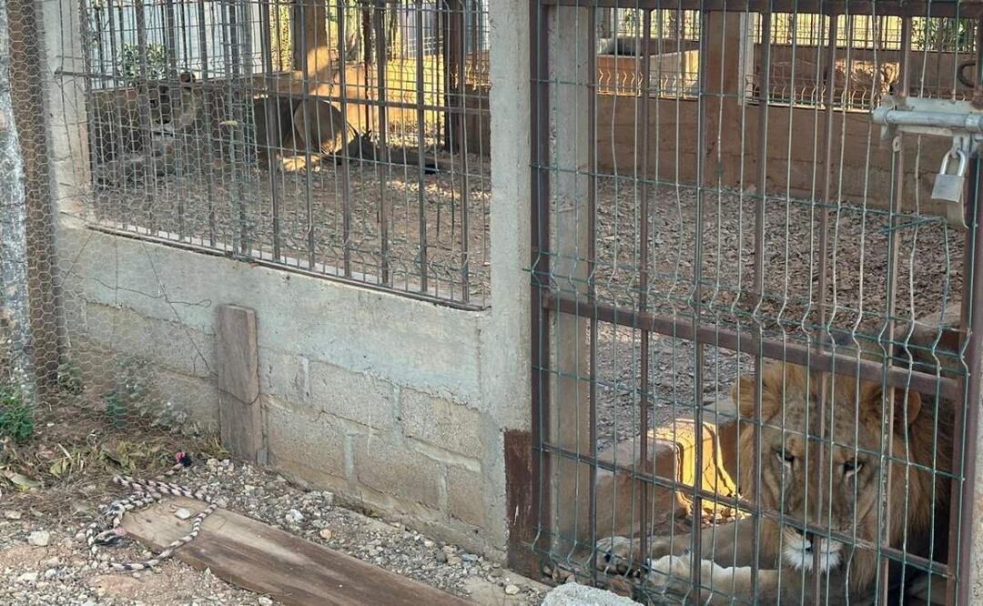 Un león y una leona fueron asegurados durante un cateo realizado en un rancho del municipio de Juchitán de Zaragoza, Oaxaca (13/02/2025). Foto: Especial