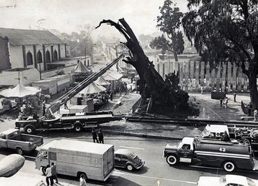 El Árbol de la Noche Triste: el ahuehuete que vendieron a extranjeros