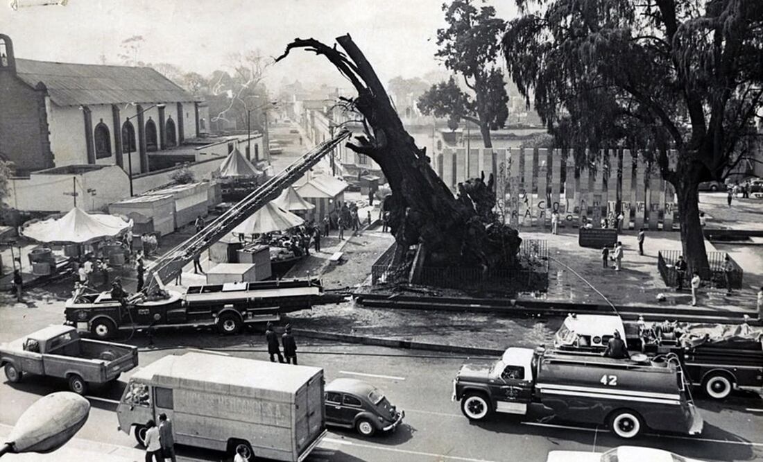 En 1870 vendieron el "Árbol de la Noche Triste" a extranjeros, de modo que por un breve tiempo fue posible que esta foto de su incendio en 1980 no se hubiera tomado nunca. Archivo EL UNIVERSAL.