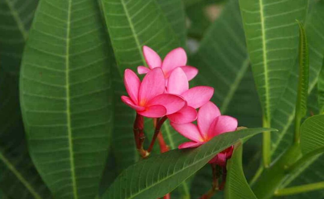 The Plumeria rubra – Photo: Taken from the Missouri Botanical Garden's website