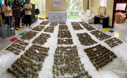 Aseguran 2 mil cactáceas y 188 animales invertebrados; serían traficados a Corea del Sur y España