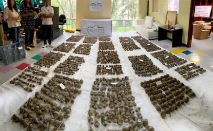 Aseguran 2 mil cactáceas y 188 animales invertebrados; serían traficados a Corea del Sur y España