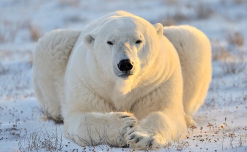 Svalbard, las islas donde el sol no sale durante 3 meses
