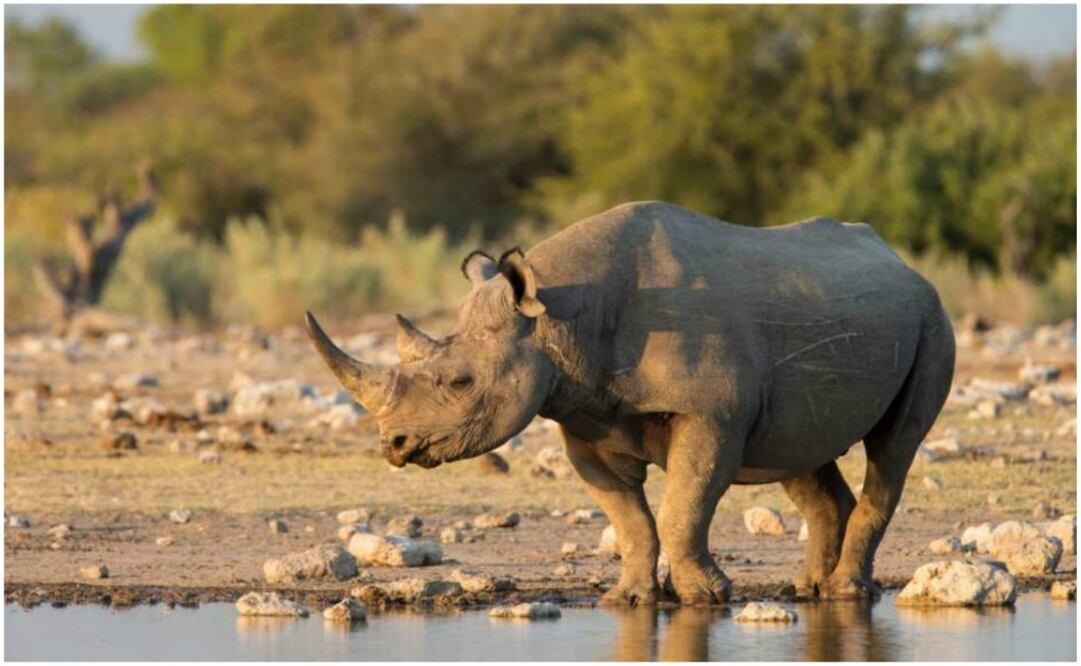 "No quiero ser muy directo, pero el destino de mi especie literalmente depende de mí", dice su perfil