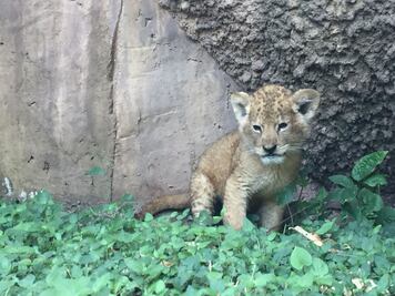 Aseguran cachorro de león africano en Tamaulipas