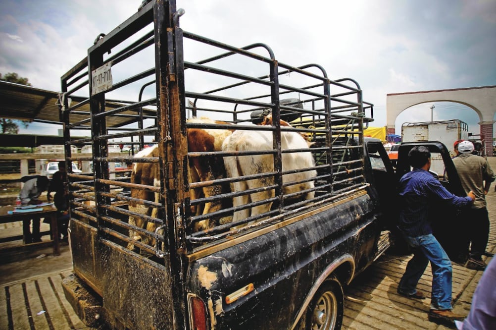Por medio del Progan se atiende a productores de todas las especies, como son bovinos carne y doble propósito, lechería familiar, ovinos, caprinos, abejas, conejos y cerdos (ARCHIVO EL UNIVERSAL)