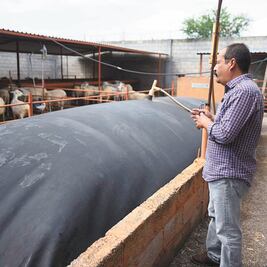 Explotan estiércol de borregas: generan gas para cocinar