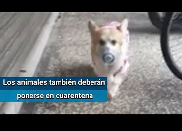 Perros y gatos pueden contagiarse por Covid-19, pero no transmitirlo