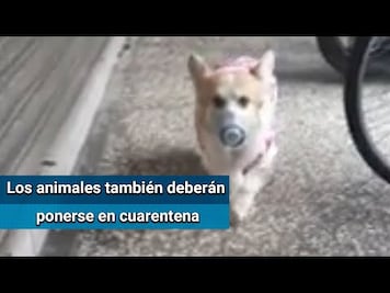 Perros y gatos pueden contagiarse por Covid-19, pero no transmitirlo