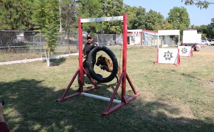 De compañero en el servicio a miembro de la familia: policía adopta a canino retirado en Tamaulipas