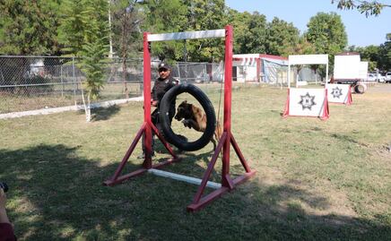 De compañero en el servicio a miembro de la familia: policía adopta a canino retirado en Tamaulipas