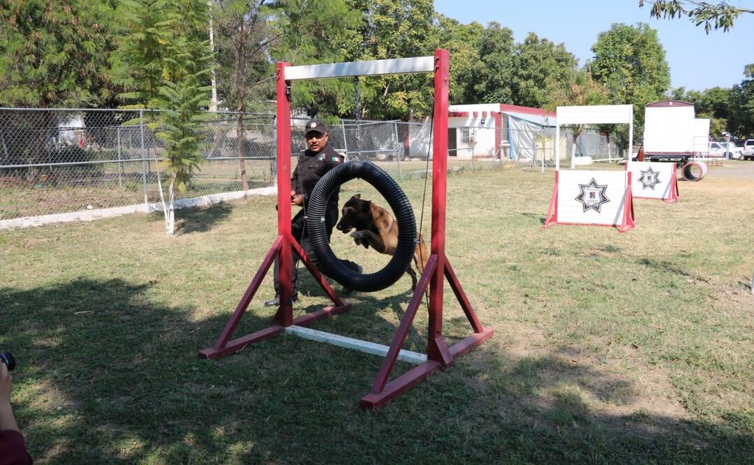 De compañero en el servicio a miembro de la familia: policía adopta a canino retirado en Tamaulipas. Foto: Especial