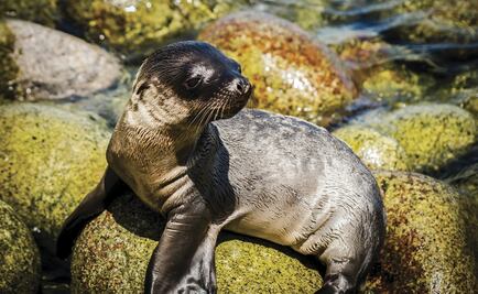 Estudian casos de cáncer en lobos marinos