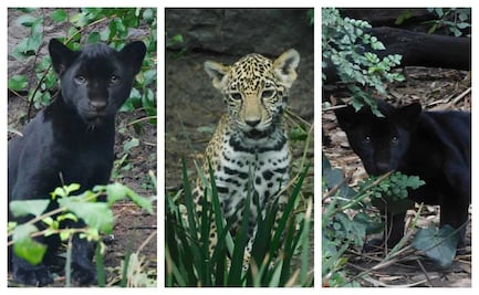 Chapultepec revela los nombres místicos de sus nuevos jaguares bebés; conoce cuáles son