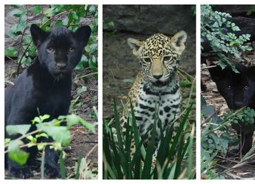Chapultepec revela los nombres místicos de sus nuevos jaguares bebés; conoce cuáles son