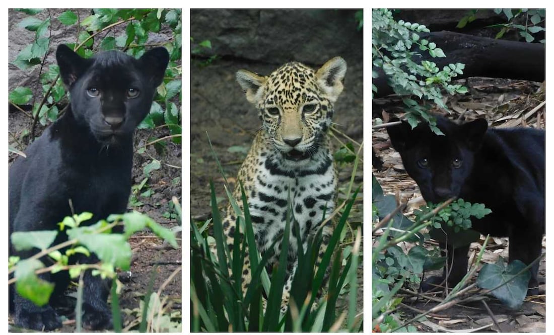 Meztli, Muun y Kin, cachorros jaguares. Foto: Especial