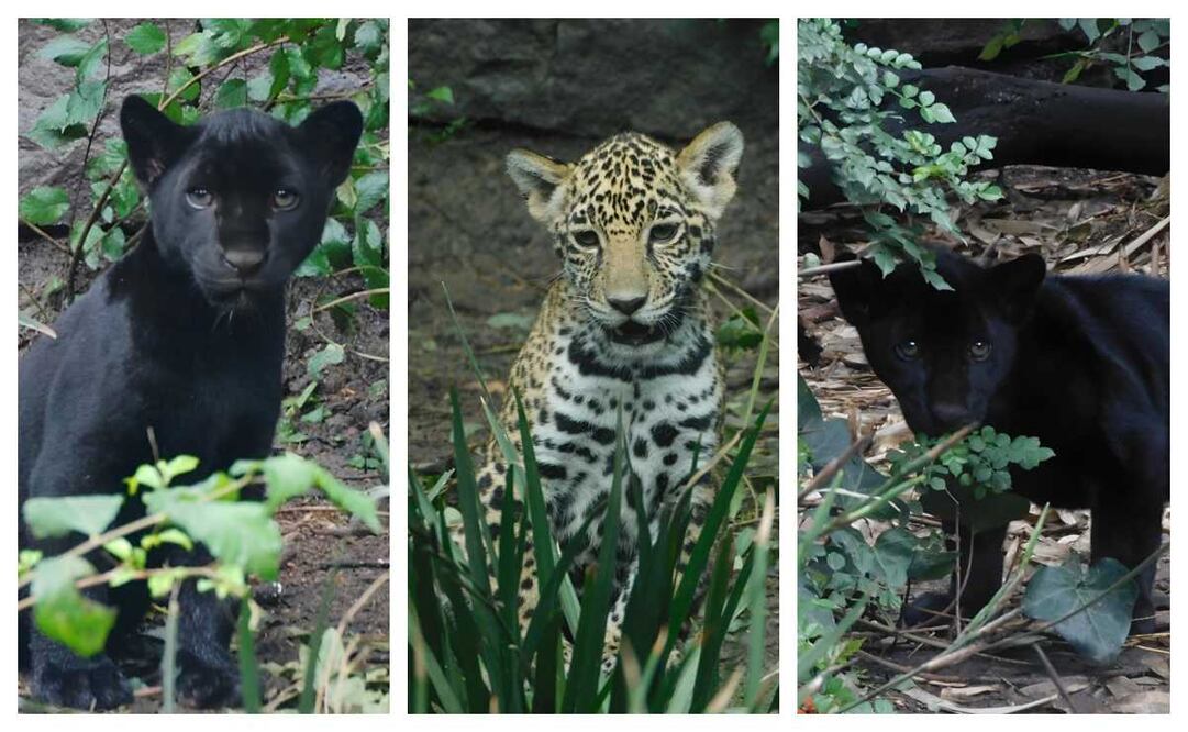 Meztli, Muun y Kin, cachorros jaguares. Foto: Especial