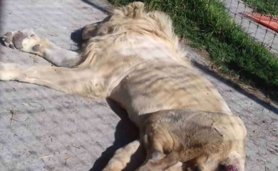 Un vistazo a la página basta para comprobar que la fundación habilitó distintos planes para donar. Foto: Especial