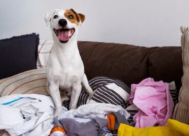 Descubre las 3 razones por la que los perros se acuestan en la ropa de sus dueños, según experta