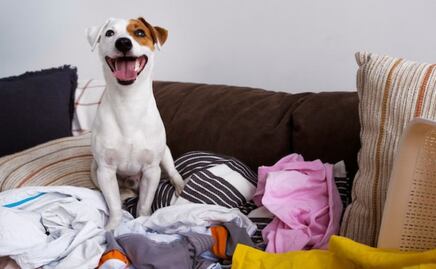 Descubre las 3 razones por la que los perros se acuestan en la ropa de sus dueños, según experta