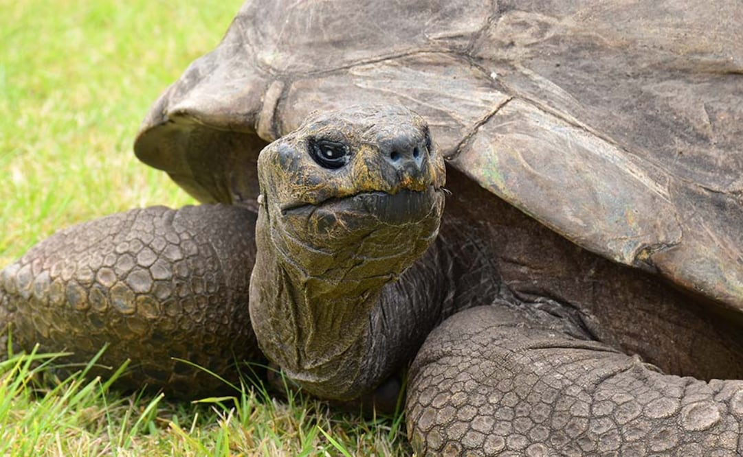 Él es Jonathan, la tortuga más longeva del mundo; posee el Récord Guinness con 193 años de vida. Foto: Guinness World Record