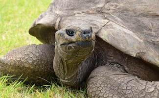 Él es Jonathan, la tortuga más longeva del mundo; posee el Récord Guinness con 193 años de vida