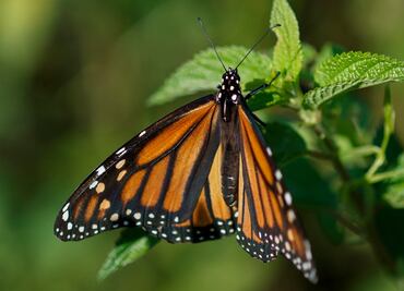 EU desiste de declarar a la mariposa monarca especie en peligro de extinción