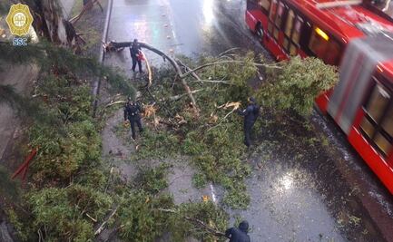 Árbol cae sobre Insurgentes Sur; bloquean carriles y afecta Metrobús en Tlalpan