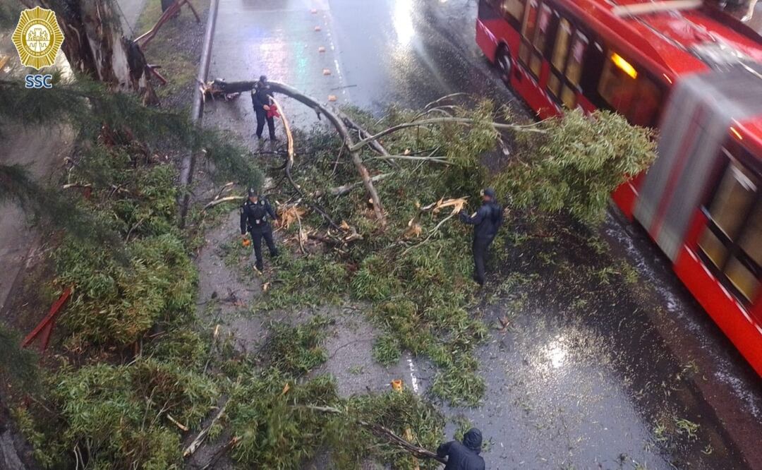 Árbol cae sobre Insurgentes Sur; bloquean carriles y afecta Metrobús en Tlalpan. Foto: Especial