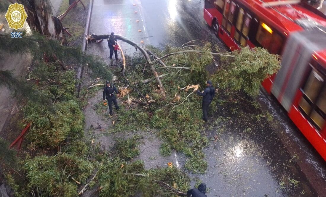 Árbol cae sobre Insurgentes Sur; bloquean carriles y afecta Metrobús en Tlalpan. Foto: Especial