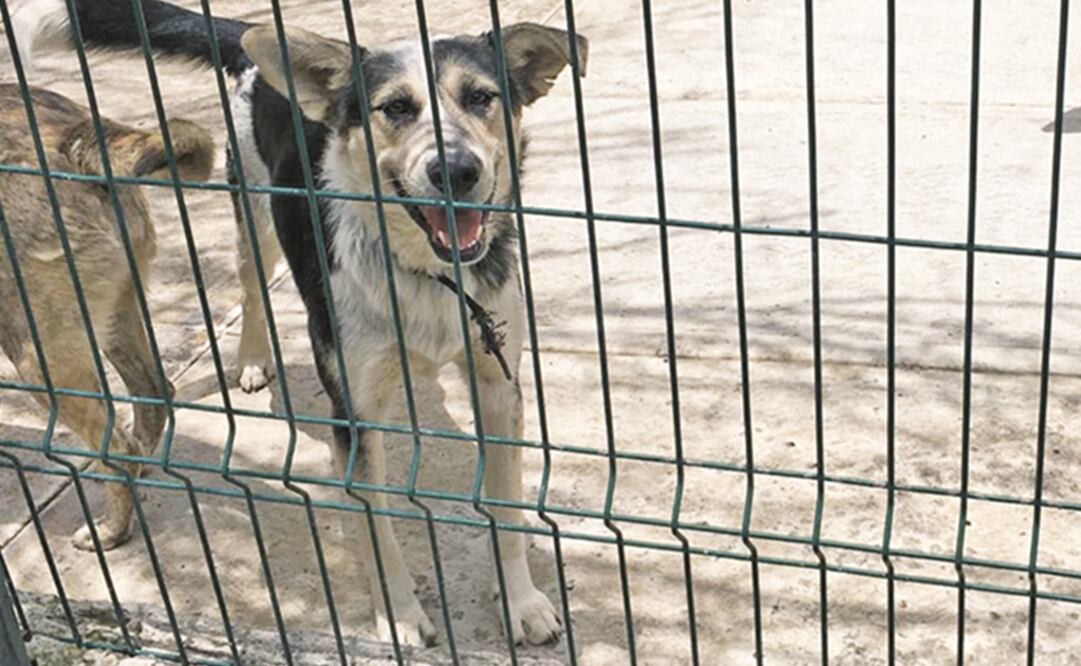 La mujer afirmó que los cachorros murieron al nacer y se olvidó de ellos después de guardarlos en bolsas y almacenarlos en el congelador hace siete años. Foto: Archivo EL UNIVERSAL