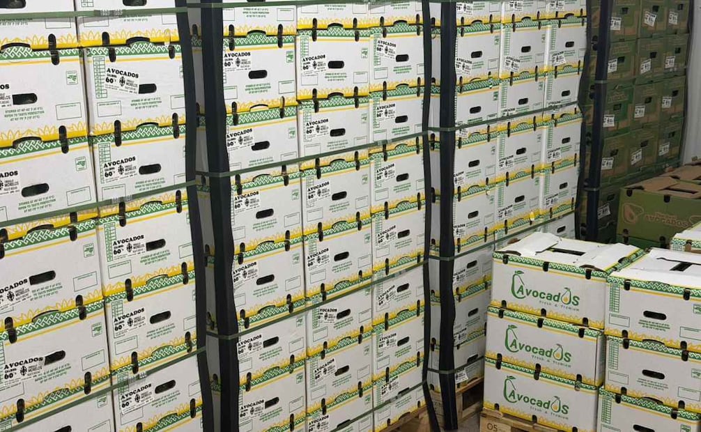 Productores de Morelos exporta primer embarque de aguacate a Canadá; envían 18 toneladas.
Foto: Especial.