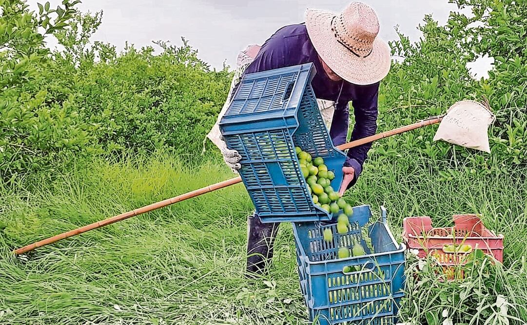 La extorsión afecta a los productores de limón. Debido a que les subieron el cobro de piso, se disparó su costo para consumidores. Foto: Archivo EL UNIVERSAL