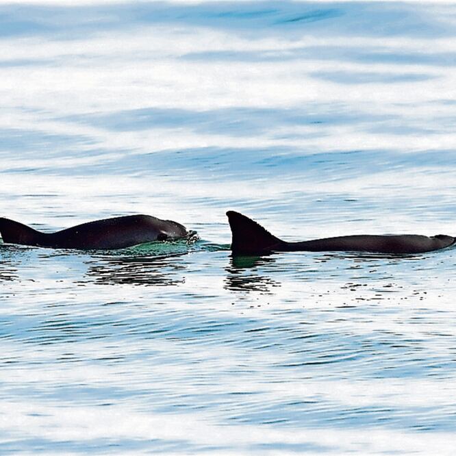 Según especialistas, la pesca ilegal de totoaba en el Alto Golfo de California afecta la existencia de la vaquita marina. Foto: ARCHIVO EL UNIVERSAL