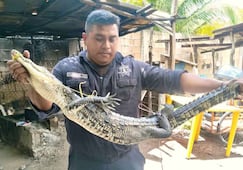 Familia halla un cocodrilo en el patio de su casa en Progreso, Yucatán; policías lo capturan y liberan en una ciénega