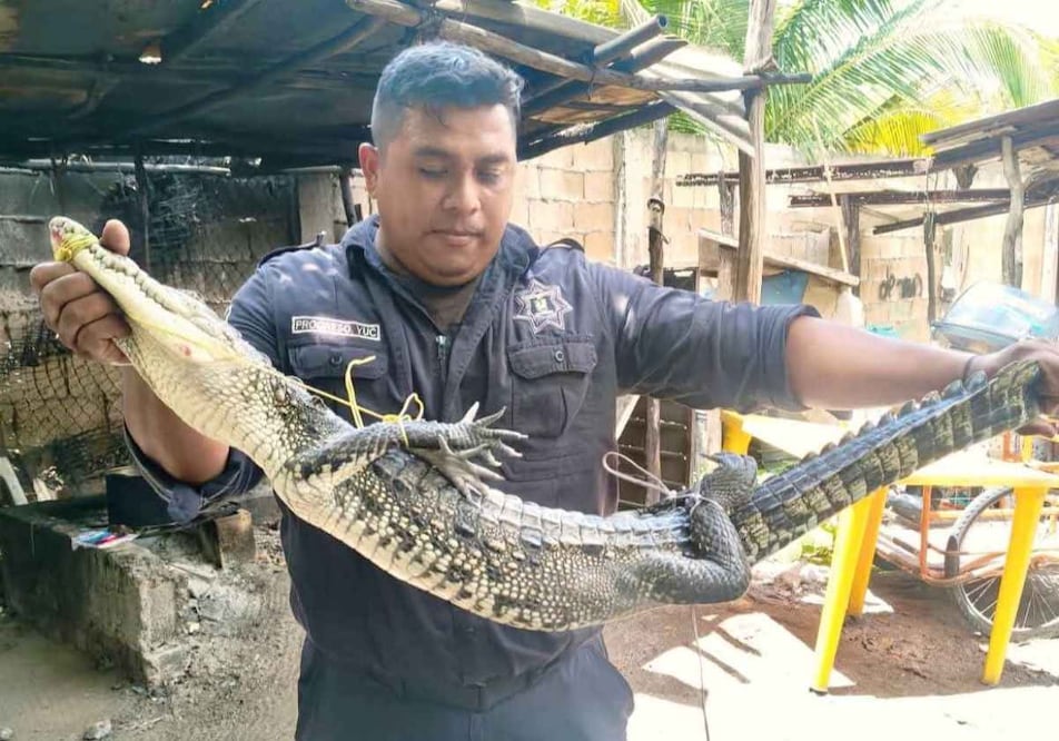 Un cocodrilo fue encontrado en un predio de Progreso, Yucatán. Foto: Especial