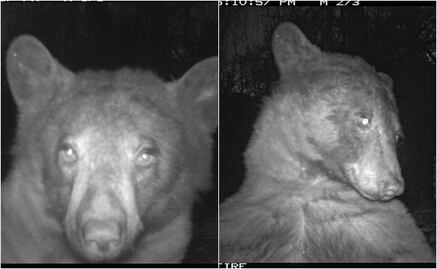 Oso se "roba" corazones al tomarse más de 400 "selfies" con cámara de vida silvestre en EU