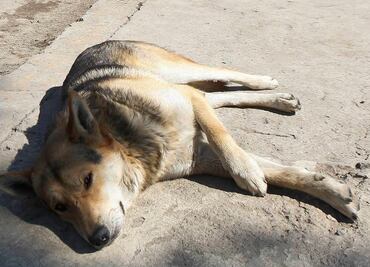 Denuncian envenenamiento masivo de lomitos en Xico, Veracruz