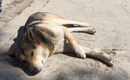 Denuncian envenenamiento masivo de lomitos en Xico, Veracruz