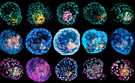 Científicos crean estructuras parecidas a embriones con células humanas