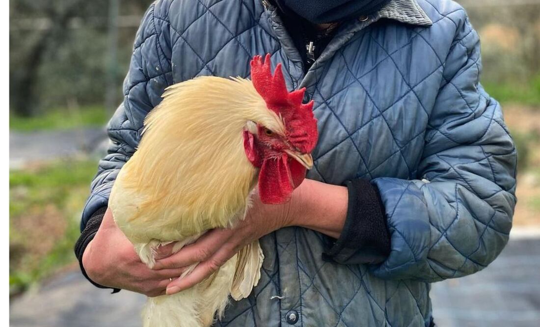 Un hombre dejó un pollo vivo en una tienda (Fuente Instagram @mygarden.intuscany)
